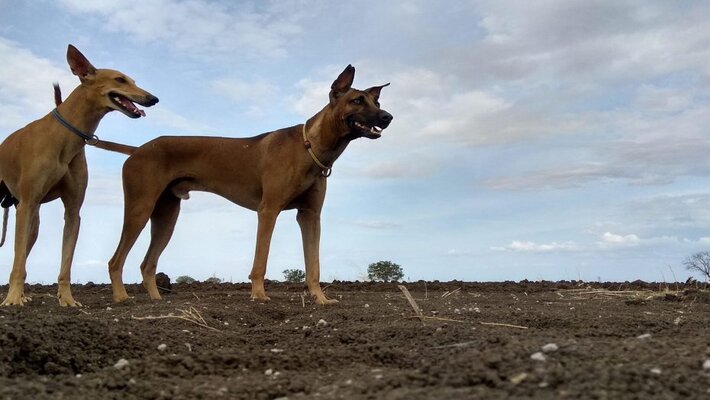 Top Indian Dog Breeds Suitable for Indian Climate Top Indian Dog Breeds Suitable for Indian Climate