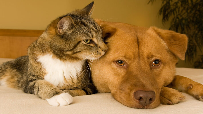 Things To Keep in Mind Before Adopting a Pet Things To Keep in Mind Before Adopting a Pet
