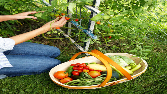 Steps To Know Before Creating a Kitchen Garden Steps To Know Before Creating a Kitchen Garden